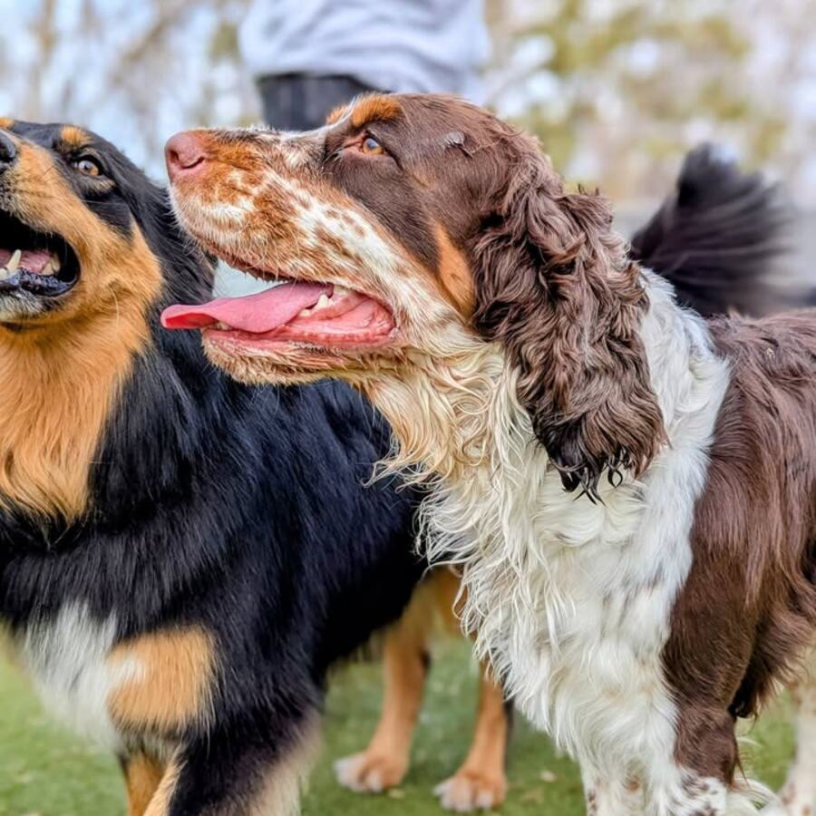 Happy dog at Ruffin Inn pet lodge in Buffalo, MN